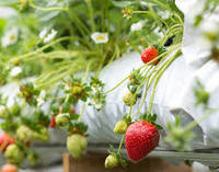 Grand système de culture verticale hydroponique et aquaponique avec tour à plateaux pour la culture de fraises et de légumes