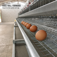 Cage à poulets automatique, cages automatiques pour poules pondeuses, cage à poulets automatique pour ferme avicole, cage à poulets en batterie automatique