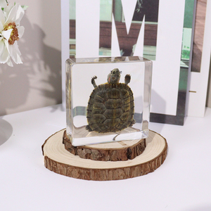 Equipo de enseñanza de espécimen de resina incrustado de tortuga Animal Real al por mayor para escuela secundaria - Product Image 3