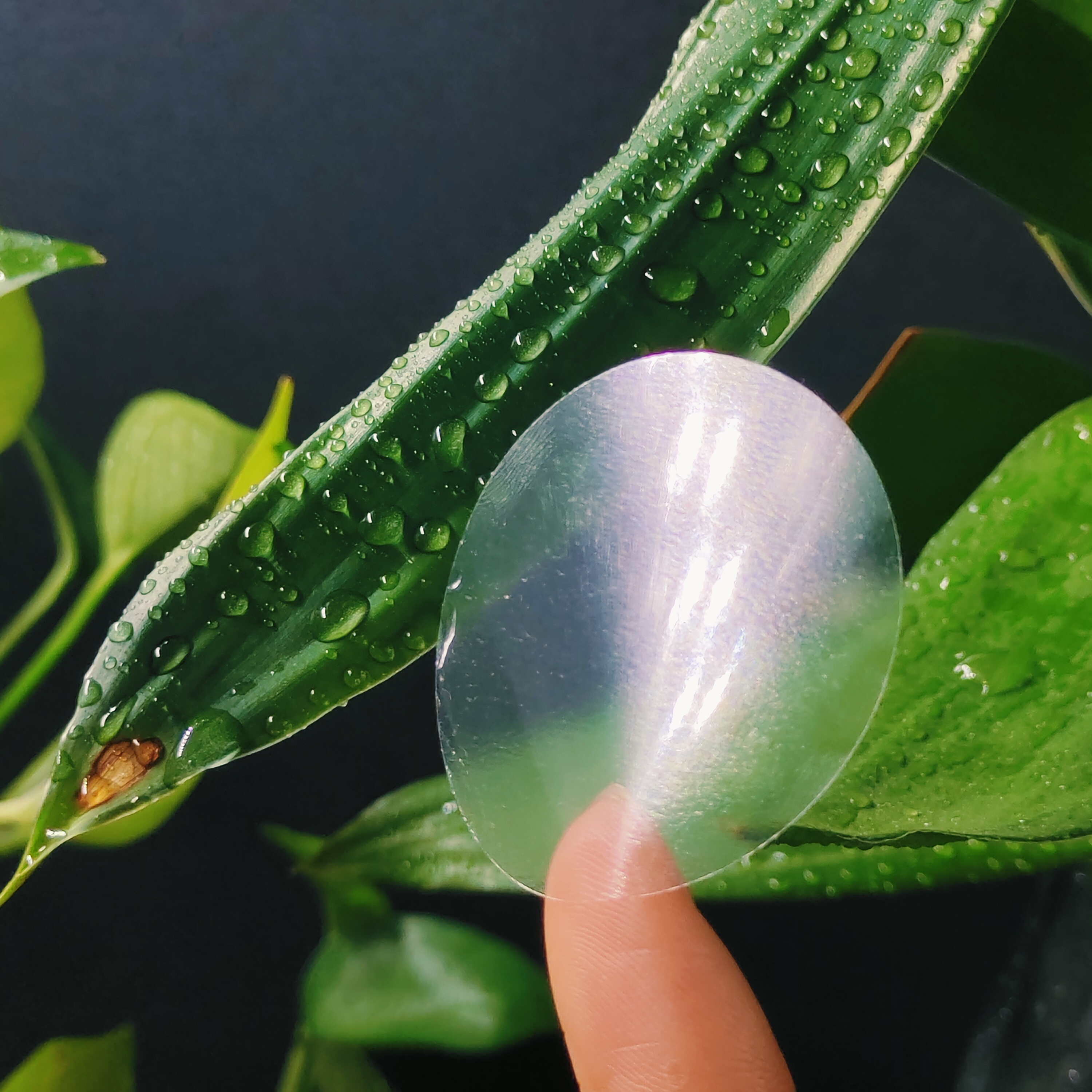 Transparent
