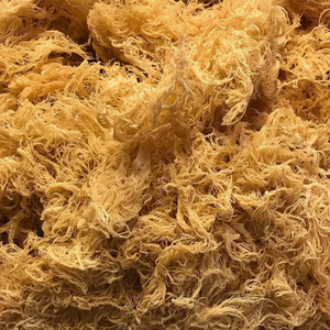 Mousse de mer du Vietnam | Stock propre et séché en vrac | Expédition rapide | VIET DELTA - Product Image 1