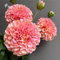 Fleur de Dahlia Corail à 2 Têtes Hydratante pour Mariage, Décoration Extérieure et Aménagement Paysager - Vente en Gros Transfrontalière