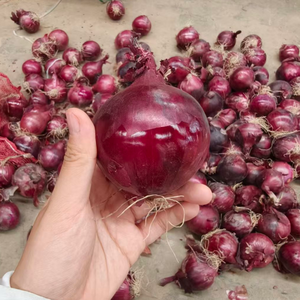 Cebolla Roja <span class=keywords><strong>de</strong></span> Calidad Garantizada, Cosecha Fresca, Bawang Merah, Bawang <span class=keywords><strong>Bombay</strong></span>, Exportación <span class=keywords><strong>de</strong></span> China, Proveedor <span class=keywords><strong>de</strong></span> Cebollas con Tiempo <span class=keywords><strong>de</strong></span> Entrega Rápido - Product Image 2