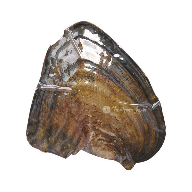 Ostrica d'acqua dolce standard