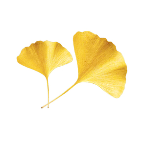 Ciyuan Nhà Cung Cấp Nhà Máy Bột Chiết Xuất Ginkgol Biloba Chiết Xuất Ginkgoflavones24 % Tactine6 % - Product Image 6