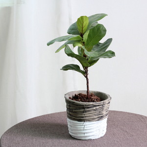 Chậu Hoa Xi Măng Hình Tròn Tùy Chỉnh Thiết Kế Sóng Tre Thời Trang Cũ Để Trang Trí Vòm - Product Image 5