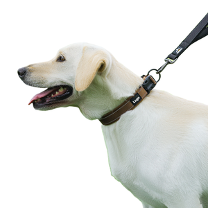 <span class=keywords><strong>Collar</strong></span> para mascotas antichoque reflectante de nailon ajustable acolchado con esponja para perros medianos con accesorio de correa - Product Image 6