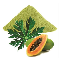 Poudre d'extrait sec de feuille de papaye Carica Papaya, poudre de feuille botanique à base de plantes, ingrédient végétal naturel pour les produits de compléments alimentaires - Product Image 2