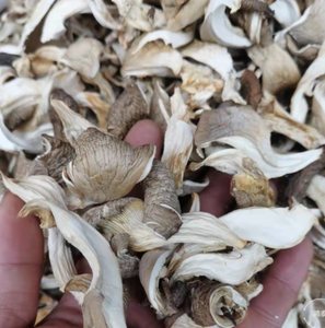 100% CLEAN AD Processed <strong>DRIED</strong> <strong>OYSTER</strong> <strong>MUSHROOM</strong> Grade a Sliced 2 Year Shelf Life Certified BULK CUSTOMIZED PACKING CHEAP PRICE - Product Image 2