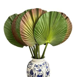 Feuilles de <span class=keywords><strong>palmier</strong></span> rondes à volants simples, feuilles de <span class=keywords><strong>Licuala</strong></span> Grandis, art floral, plantes artificielles, simulation de plantes pour la décoration intérieure - Product Image 5