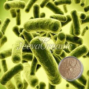 Extrait de racine de Bacillus Clausii de qualité alimentaire complément de graines d'herbes liquides sac en vrac tambour peut emballage sous forme de poudre quantité minimale de commande 1kg - Product Image 1