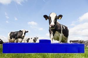 <span class=keywords><strong>Abbeveratoio</strong></span> elettrico <span class=keywords><strong>riscaldato</strong></span> per il bestiame di capra del cavallo della mucca del bestiame acqua di plastica <span class=keywords><strong>abbeveratoio</strong></span> attrezzatura agricola del sistema di innaffiamento animale - Product Image 6