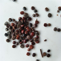 Zhi ju zi Herbe chinoise naturelle Hovenia dulcis Graine d'arbre à raisin Fruit de graines de baies d'arbre à raisin japonais
