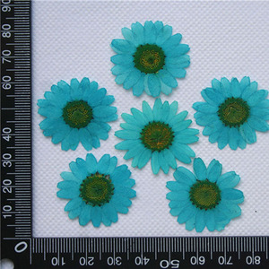 20mm-30mm Natural flor prensada en seco DIY accesorios de joyería Margarita prensada seca para funda de teléfono postal decoración artesanal - Product Image 5