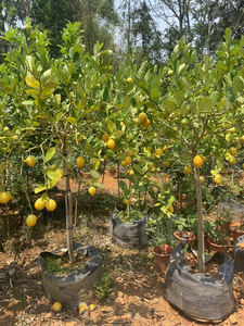 HOKBG personalizado negro precio barato PP tejido planta flor vegetal árbol plántulas Bolsa duradera bolsa de cultivo - Product Image 3