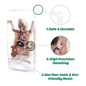 Hot bán Acrylic vòng đời của châu chấu côn trùng paperweight nhựa mẫu đồ chơi giáo dục cho trường trung học - Product Image 3