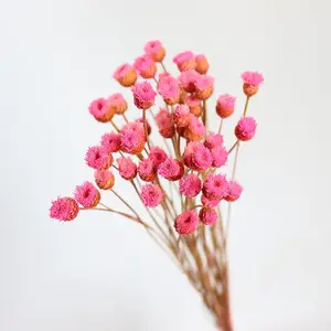 Kurutulmuş Strawflower krizantem doğal mutlu çiçek brezilyalı papatya brezilya ithal Mini papatya kurutulmuş mutlu çiçek