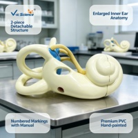 Modelo Anatómico Ampliado del Laberinto del Oído Interno, Modelo del Laberinto Membránico y Óseo Humano para Enseñanza de Otorrinolaringología, CE/ISO/ROHS/CNAS