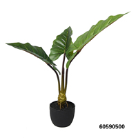 Bonsai Daun Talas Hijau Berwarna-warni untuk Dekorasi Lantai Dalam Ruangan