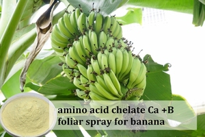 Fertilizzante Liquido Personalizzato con Minerali Chelati agli Amminoacidi Amino+Ca+<span class=keywords><strong>B</strong></span>+Mo, Fertilizzante Organico per Agricoltura - Product Image 5