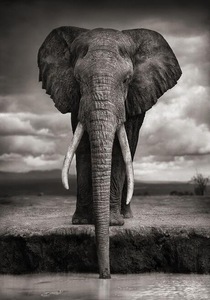 Stampe su Tela di Elefanti <span class=keywords><strong>Africani</strong></span> in Stile Nordico, Poster e Stampe di Animali per Decorazione del Soggiorno - Product Image 6