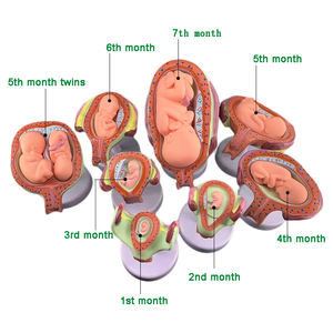 Modelo anatómico <span class=keywords><strong>del</strong></span> proceso de <span class=keywords><strong>desarrollo</strong></span> embrionario humano de 8 piezas - Product Image 1