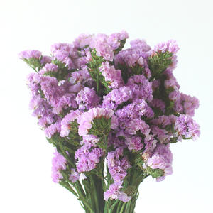 Vraies fleurs préservées oubliez-moi pas fleurs séchées Statice Limonium pour la maison Weedinf Decor - Product Image 5