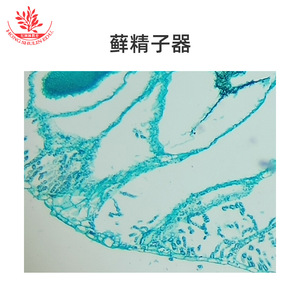 Clear specimen structure, quasi-biological laboratory slides, genetics, embryology, educational science, children's <b>microscope</b> - Product Image 3