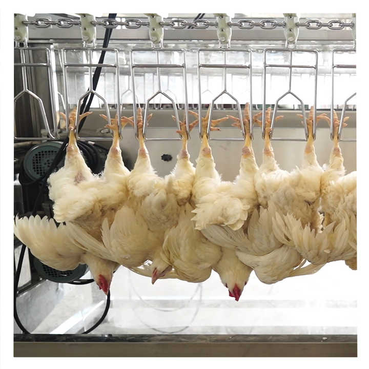 Eruis Live Chicken Duck Abattoir Slaughtering Processing Equipment ...