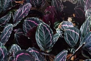 Premium Calathea Collection: Exotic Prayer Plant Tropical Foliage Indoor Decor Supplier - Product Image 3