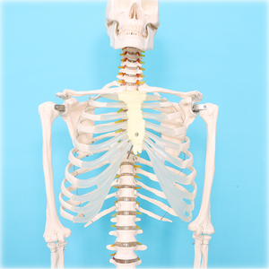 Mô hình bộ xương người lớn 170cm với dây thần kinh và mạch máu phòng thí nghiệm Mô hình giảng dạy khoa học y tế - Product Image 5