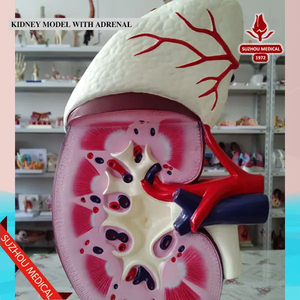 Modelo anatómico de riñón humano médico, modelo educativo de estructura de glándula suprarrenal de plástico para enseñanza - Product Image 3