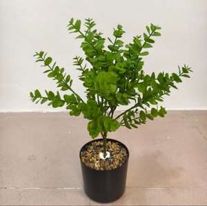 Planta verde artificial, hoja de eucalipto individual, planta de la suerte, decoración para paisajismo. - Product Image 4