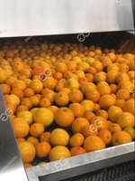 Fruit Waxen En Sortering Machine Kleine Sinaasappel Citroen Wassen Sortering Lijn Wassen Waxen Drogen Voor Mandarine Sinaasappel