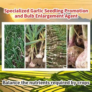 <span class=keywords><strong>Engrais</strong></span> Spécialisé pour l'Établissement des Jeunes Pousses d'Ail et l'Augmentation des Bulbes <span class=keywords><strong>Engrais</strong></span> Organique pour l'Ail - Product Image 2