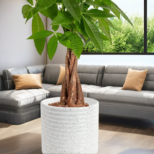 Costa Farms Arbre à Argent, Plante Vivante en Pot Décoratif, Purificateur d'Air, Plante d'Intérieur Tressée, Adaptée aux Animaux Domestiques, Décoration de Bureau, Idéal pour la Maison - Product Image 2