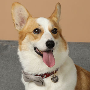 Proveedores chinos de alta calidad Venta caliente Cute Floral Pet <span class=keywords><strong>Dog</strong></span> Cat Collares & Leash Set para todas las estaciones - Product Image 6