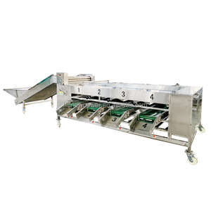 Machine de tri de l'igname, machine de calibrage des myrtilles, ligne de traitement des fruits et légumes 500 kg/h - Product Image 5