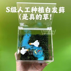Moss micro-landscape indoor terrarium desktop <b>mini</b> moss bonsai small green plant panda ornament office gift - Product Image 3
