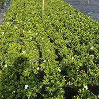 Natürliche Lebende Gardenia Jasminoides für Esstisch Wohnzimmer Heimdekoration Echte Blumen Kap-Jasmin Gartenbaupflanze Großhandel