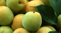 Us/Eu Magazijn 100% Natuurlijke Bron Premium Fruitdrank Zure Pruimenpoeder