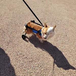 <span class=keywords><strong>Silla</strong></span> <span class=keywords><strong>de</strong></span> <span class=keywords><strong>ruedas</strong></span> <span class=keywords><strong>para</strong></span> <span class=keywords><strong>perros</strong></span>, <span class=keywords><strong>silla</strong></span> <span class=keywords><strong>de</strong></span> <span class=keywords><strong>ruedas</strong></span> ajustable <span class=keywords><strong>para</strong></span> <span class=keywords><strong>perros</strong></span> pequeños <span class=keywords><strong>para</strong></span> patas traseras - Product Image 6