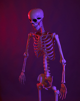 Squelette d'Halloween en plastique de 185 cm avec articulations mobiles, os humains, corps entier, effrayant, pour la décoration de fête d'Halloween
