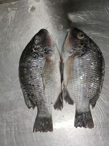 أسماك البلطي المجمدة بالجملة ، سمك البلطي الكامل ، سمك البلطي المستورد من الصين - Product Image 2