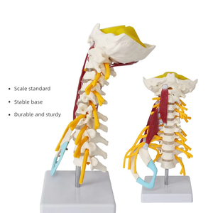 Model tulang belakang serviks manusia FRT040 dengan otot, syaraf, corong, pengajaran obat tulang belakang, dan Model tulang yang dapat dilepas - Product Image 1