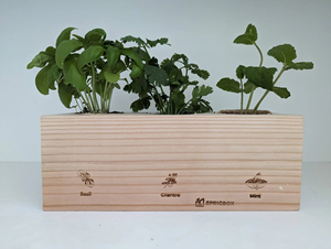 Kit de démarrage de jardin d'herbes classique, <span class=keywords><strong>basilic</strong></span>, fleurs artificielles, pots DIY, terreau, design unique pour la maison, la cuisine, le bureau - Product Image 2