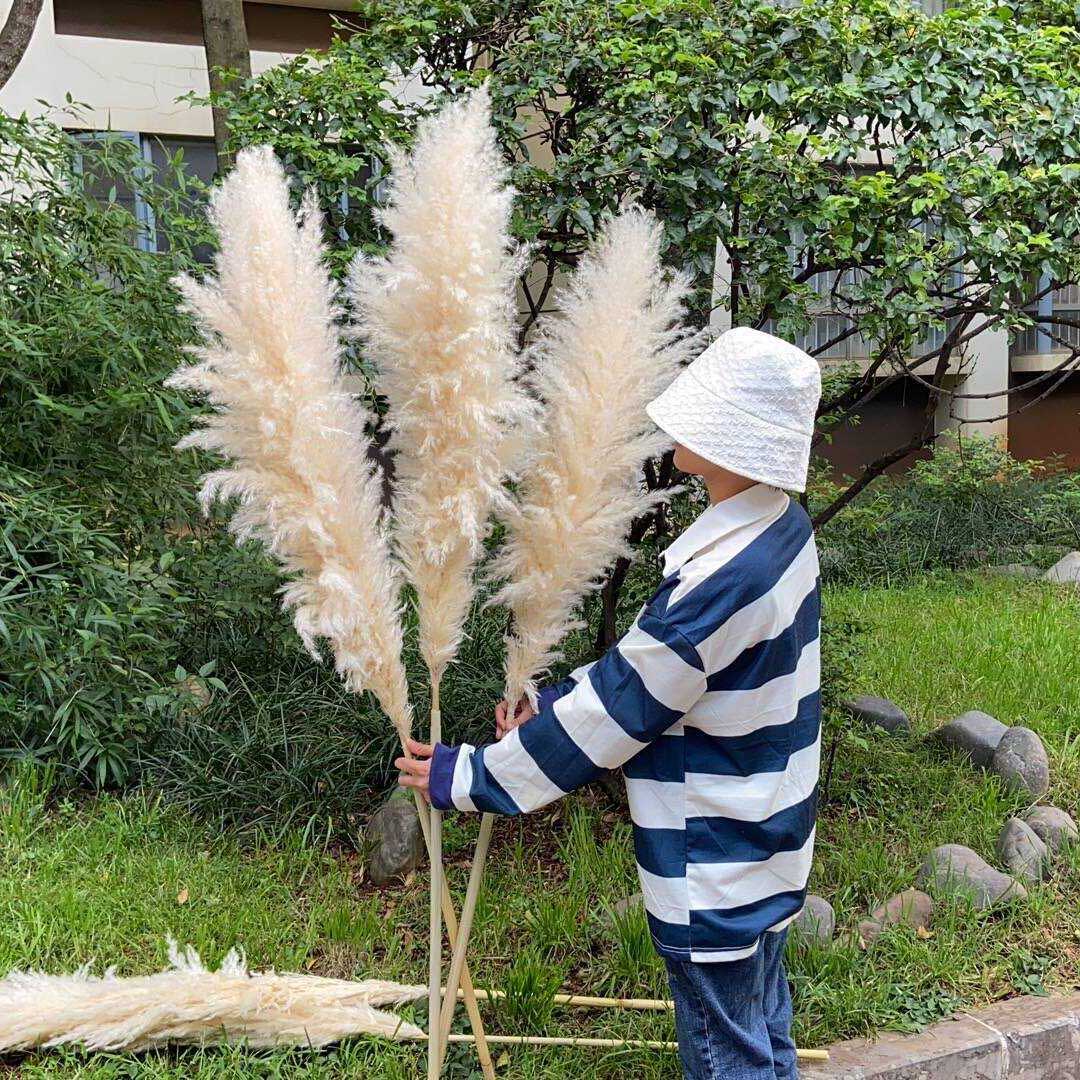 50-60cm plume pampas
