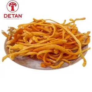 SETA cordyceps dorada,