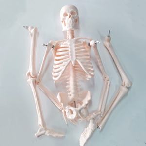 Darhhigh yüksek kalite Mini iskelet modeli 42cm insan vücudu iskelet modeli - Product Image 6