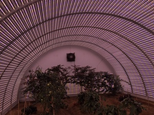 16W <b>LED</b> Grow <b>Tube</b> Light for Hydroponics and Vertical Farming, Full Spectrum Plant Growth Lighting - Product Image 2